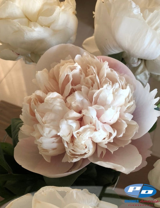 Peony: 5 Colonel Owen Cousins 5/8 eyes