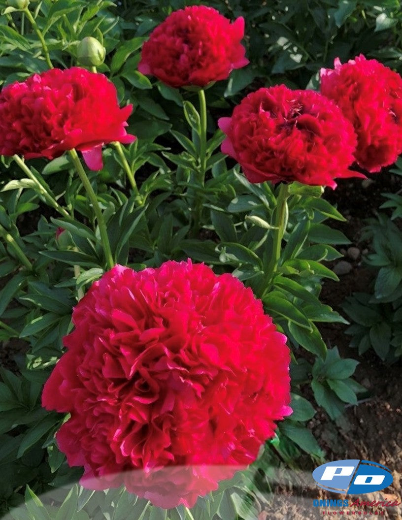 Peony: 20 Command Performance 5/8 eyes
