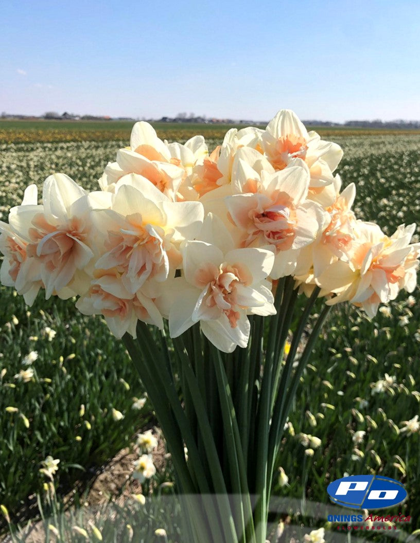 Daffodil: Sweet Paradise (ship week 46)