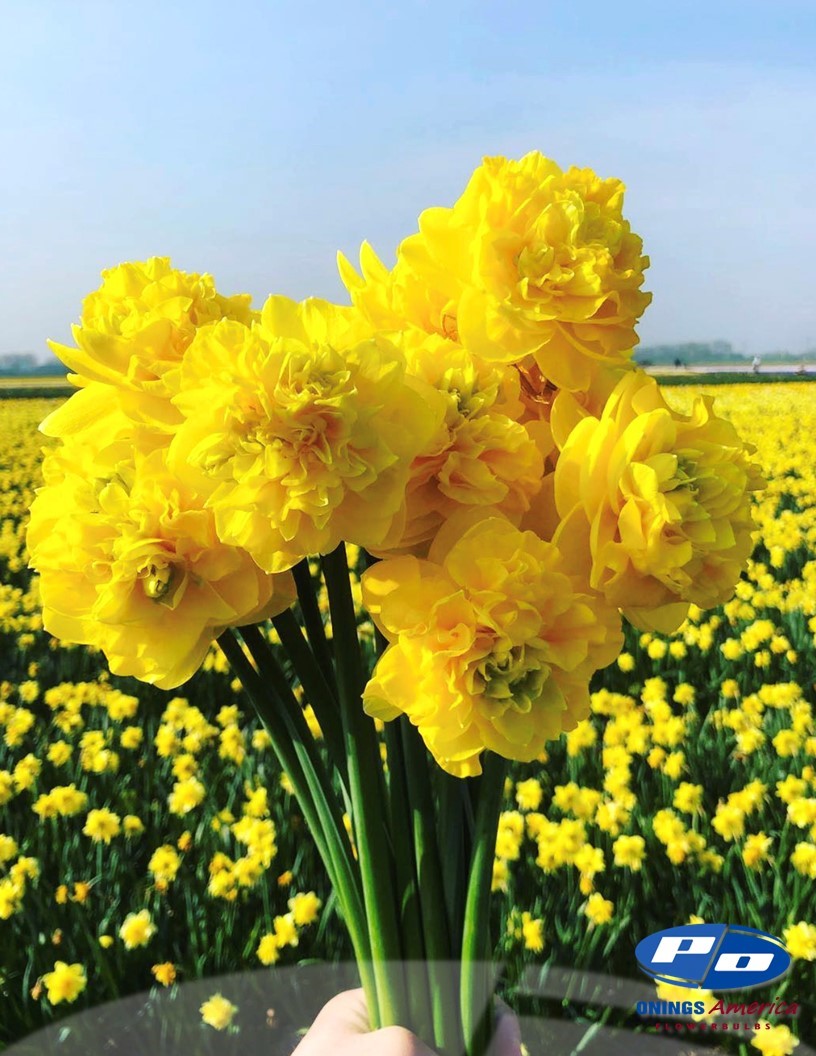 Daffodil: Yellow paradise (ship week 46)