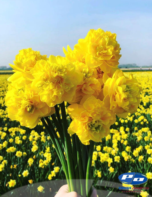 Daffodil: Yellow paradise (ship week 46)