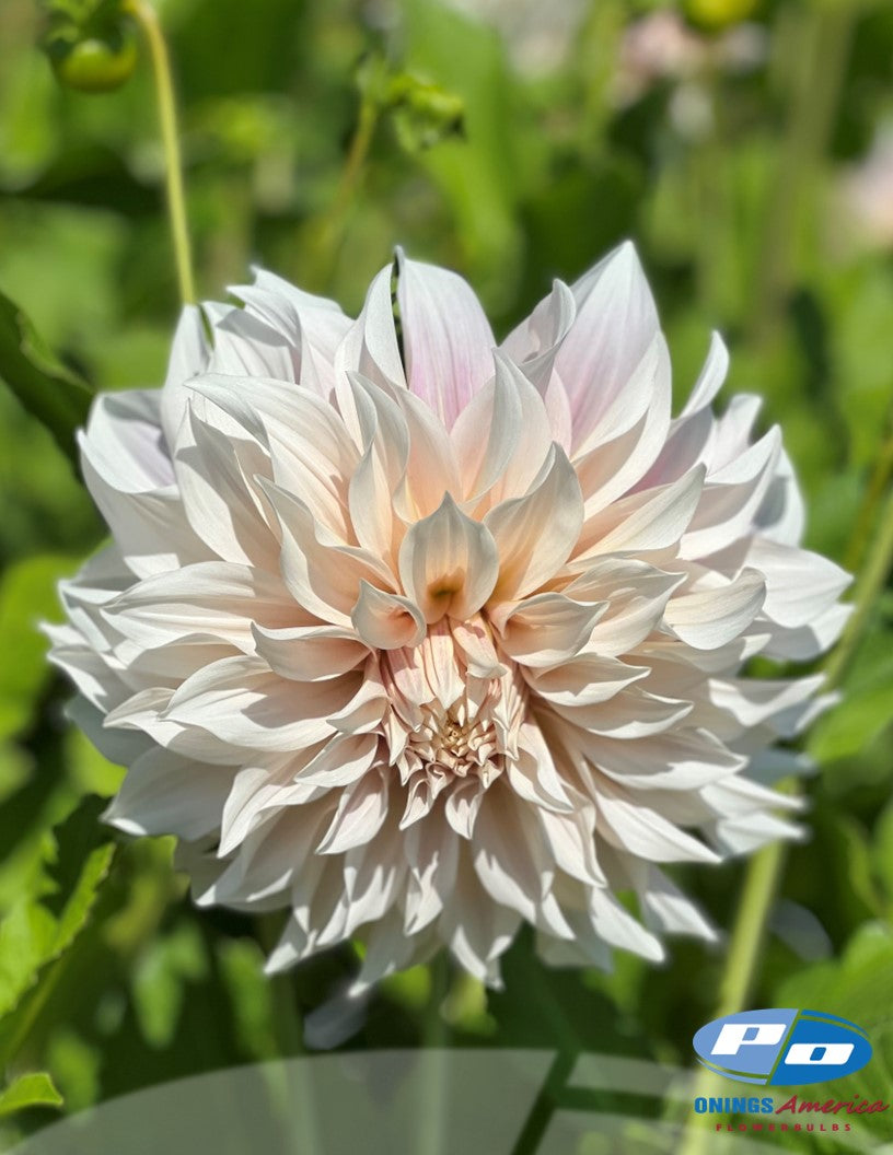 Dahlia : Cafe au Lait (Shipping Feb 2026)