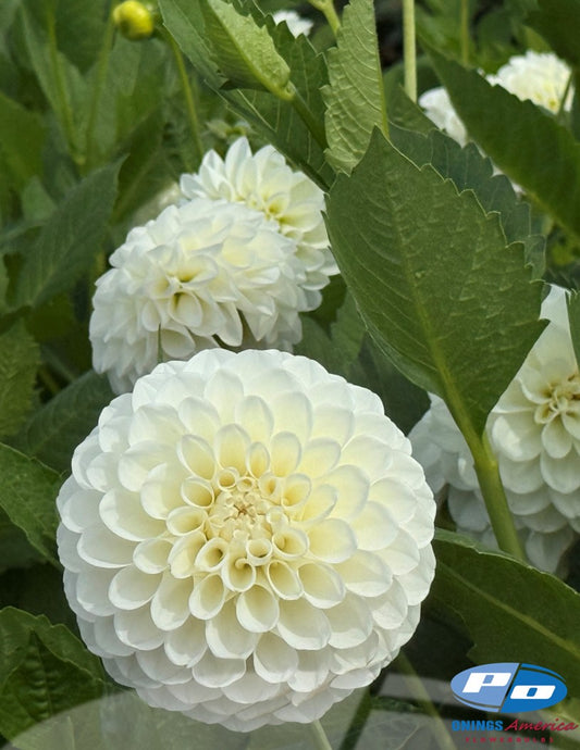 Dahlia : Boom Boom White (Shipping Feb 2026)
