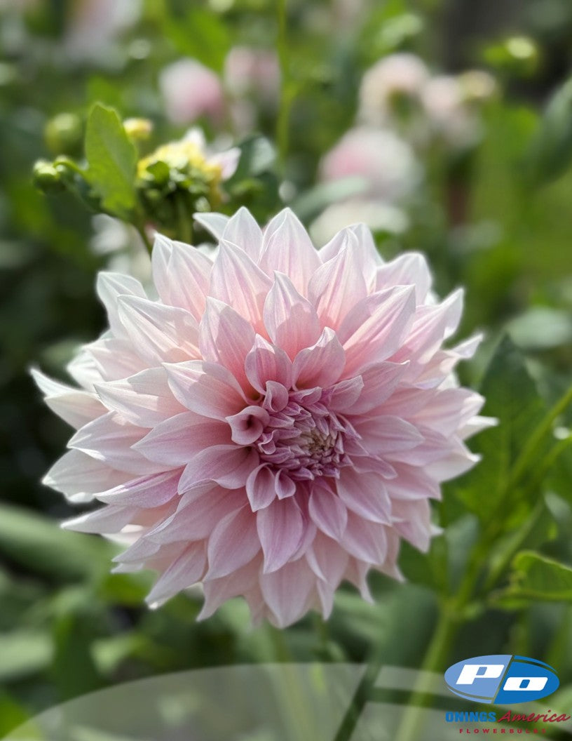 Dahlia : Cafe au Lait (Shipping March 2026) (Copy)