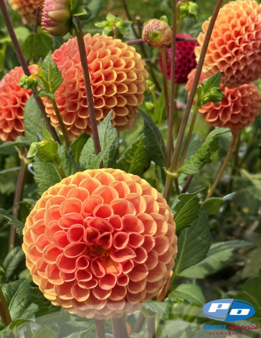 Dahlia : Cornel Brons (Shipping Feb 2026)