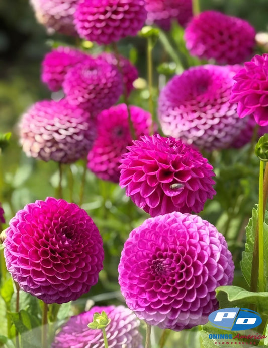 Dahlia : Cryfield Harmony (Shipping Feb 2026)