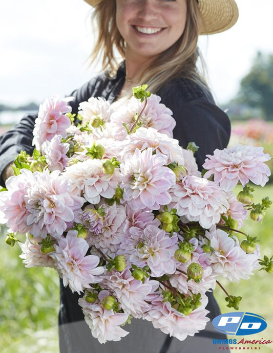 Dahlia : Sweet Nathalie (Shipping February 2026)