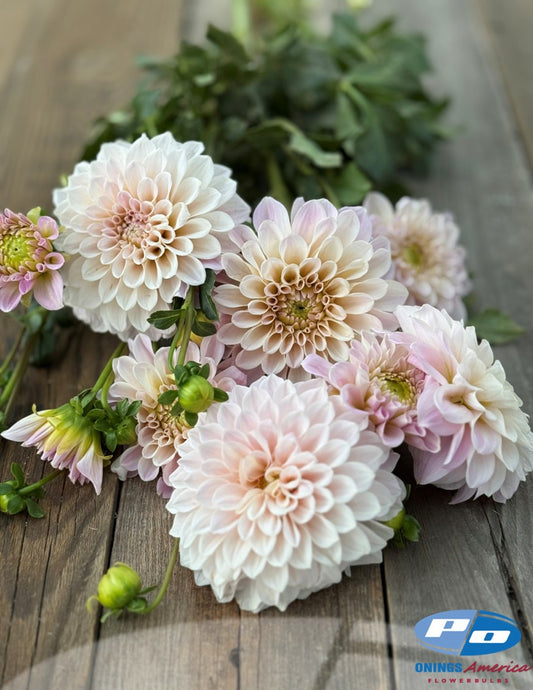 Dahlia : Sweet Nathalie (Shipping March 2026)