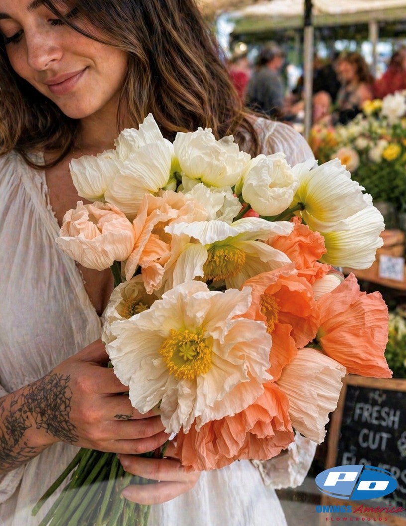 Italian Colibri Dolce Vita Pastel Sherbert poppies – Shop Onings America