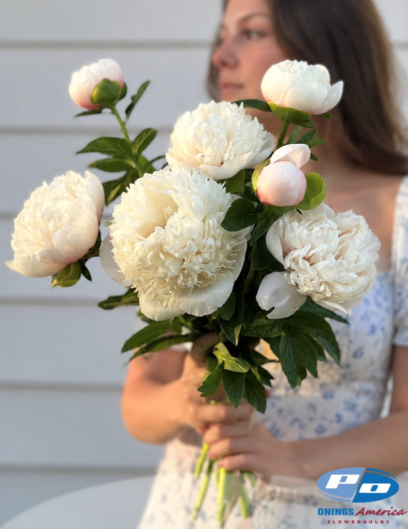 Peony: 20 Duchesse de Nemours 5/8 eyes