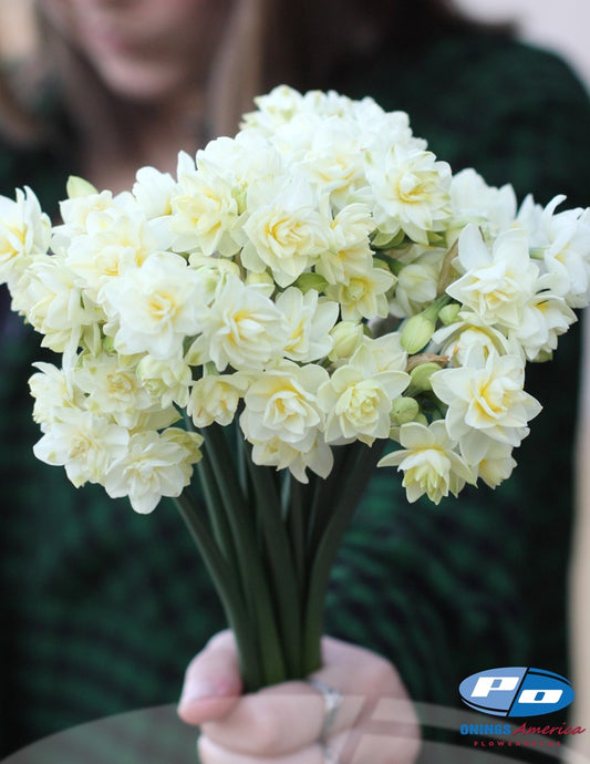 Daffodil: Erlicheer (ship week 46)