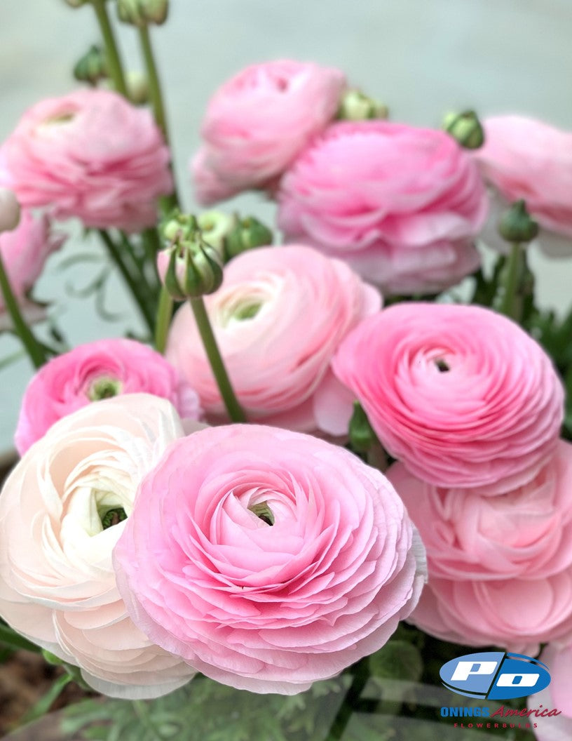 Italian Dolce Vita Ranunculus and Anemone mix