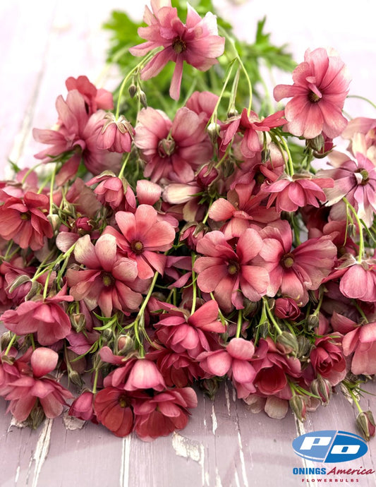 Ranunculus : Cloni Natura Moderna