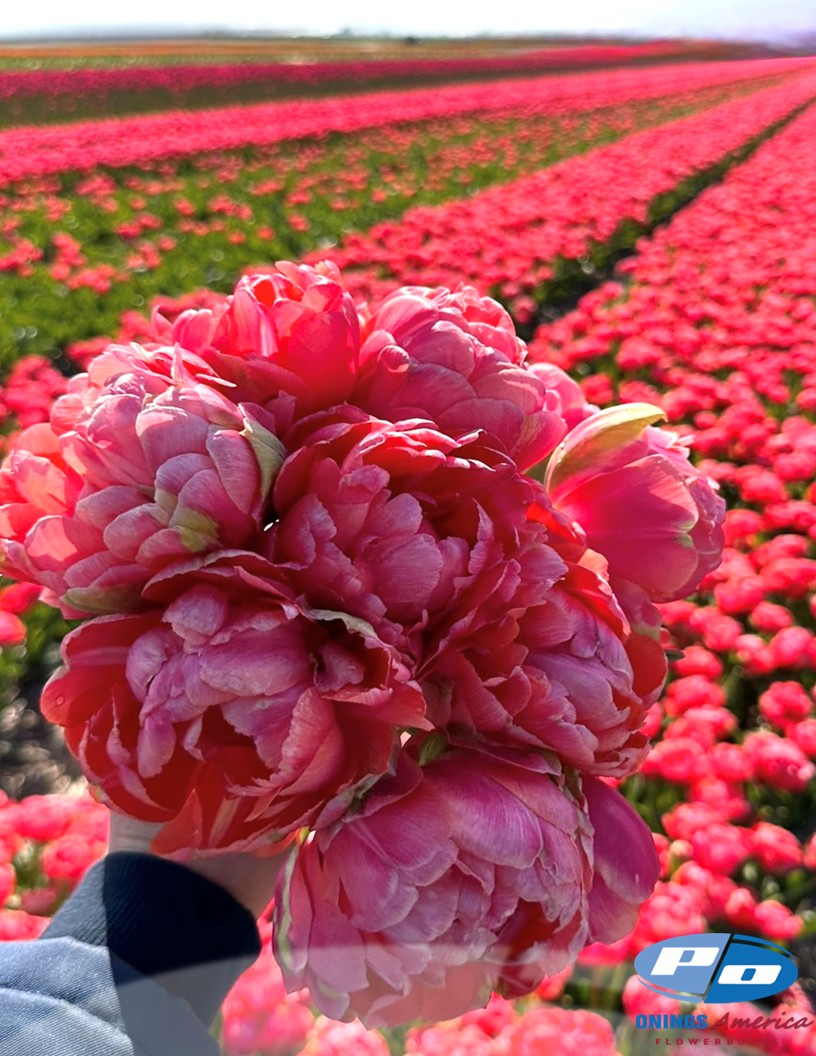 Tulips : Fancy Tulips Mix (ship week 51)