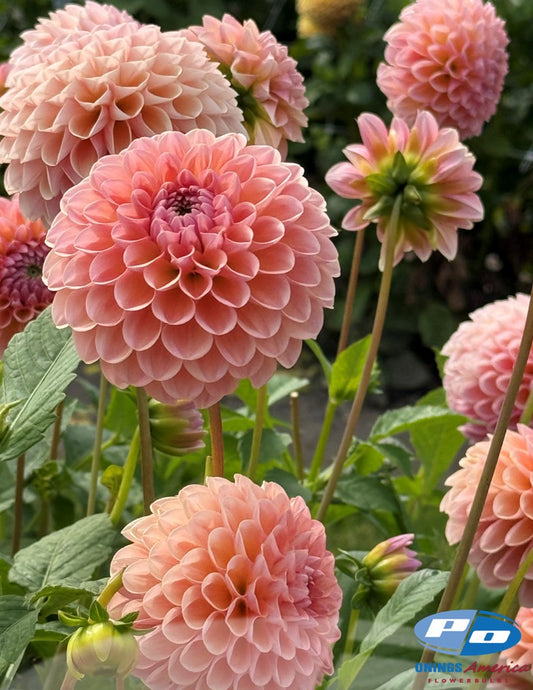 Dahlia : Linda's Baby (Shipping Feb 2026)