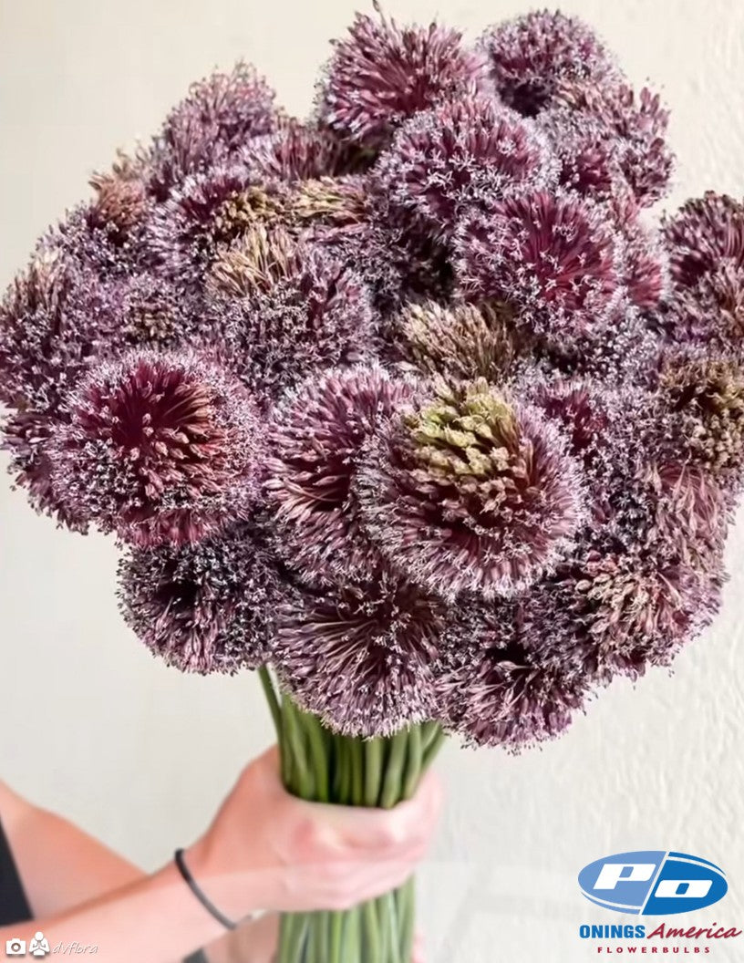 Allium Forelock