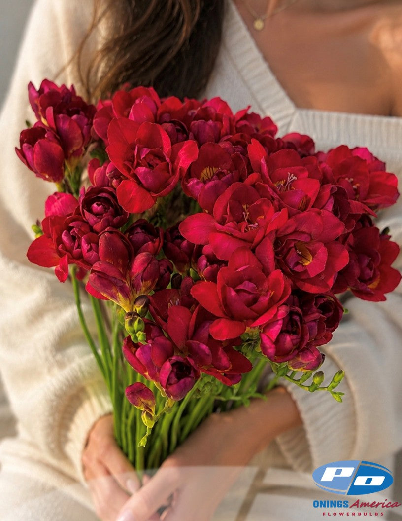 Fabulous Freesia (shipping October)