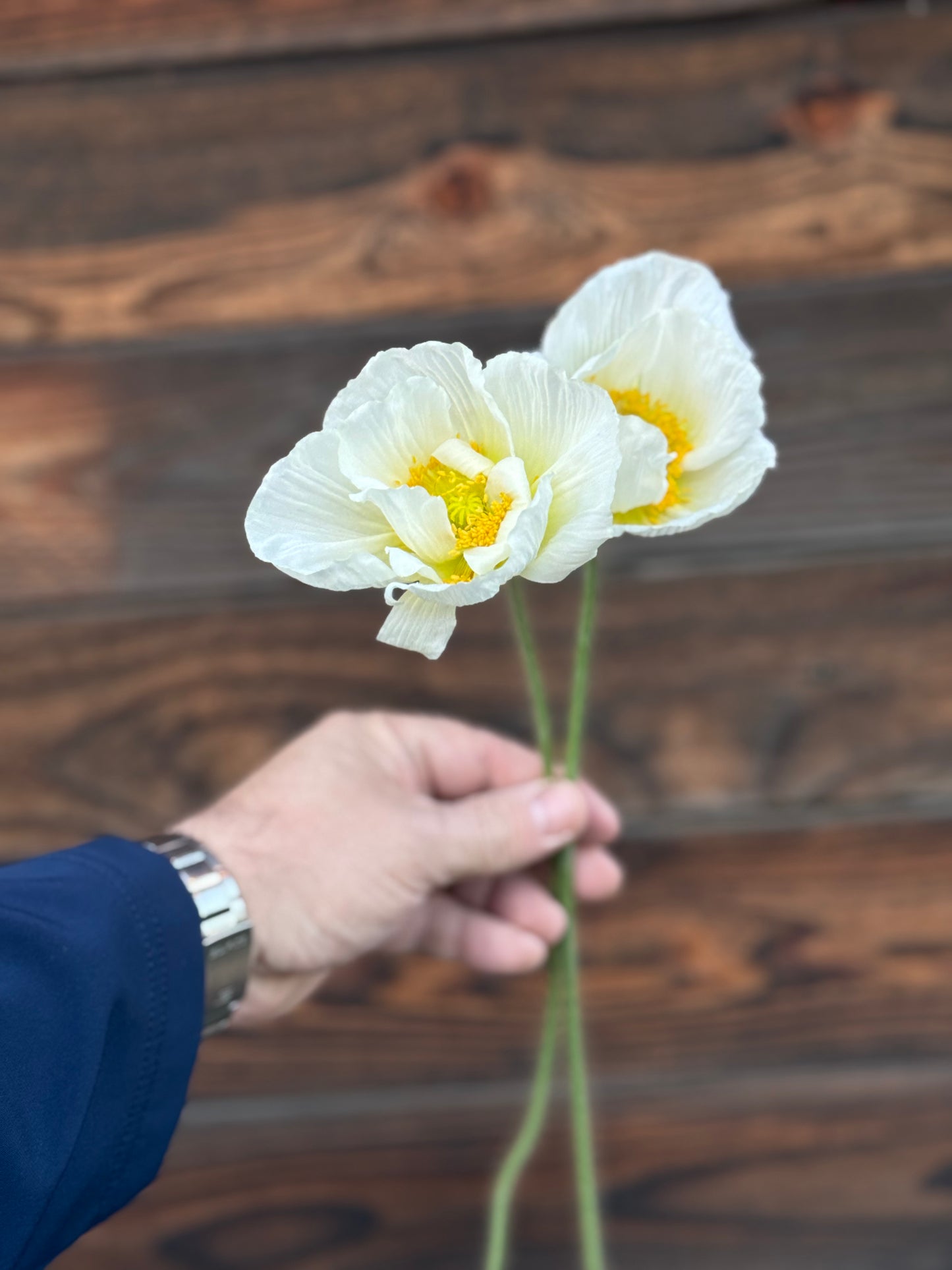 Italian Bianco poppies