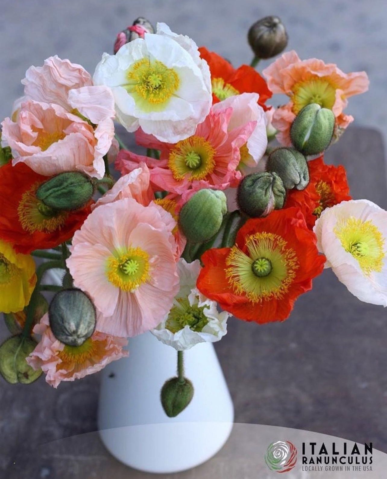 Italian Colibri poppies (Mix)