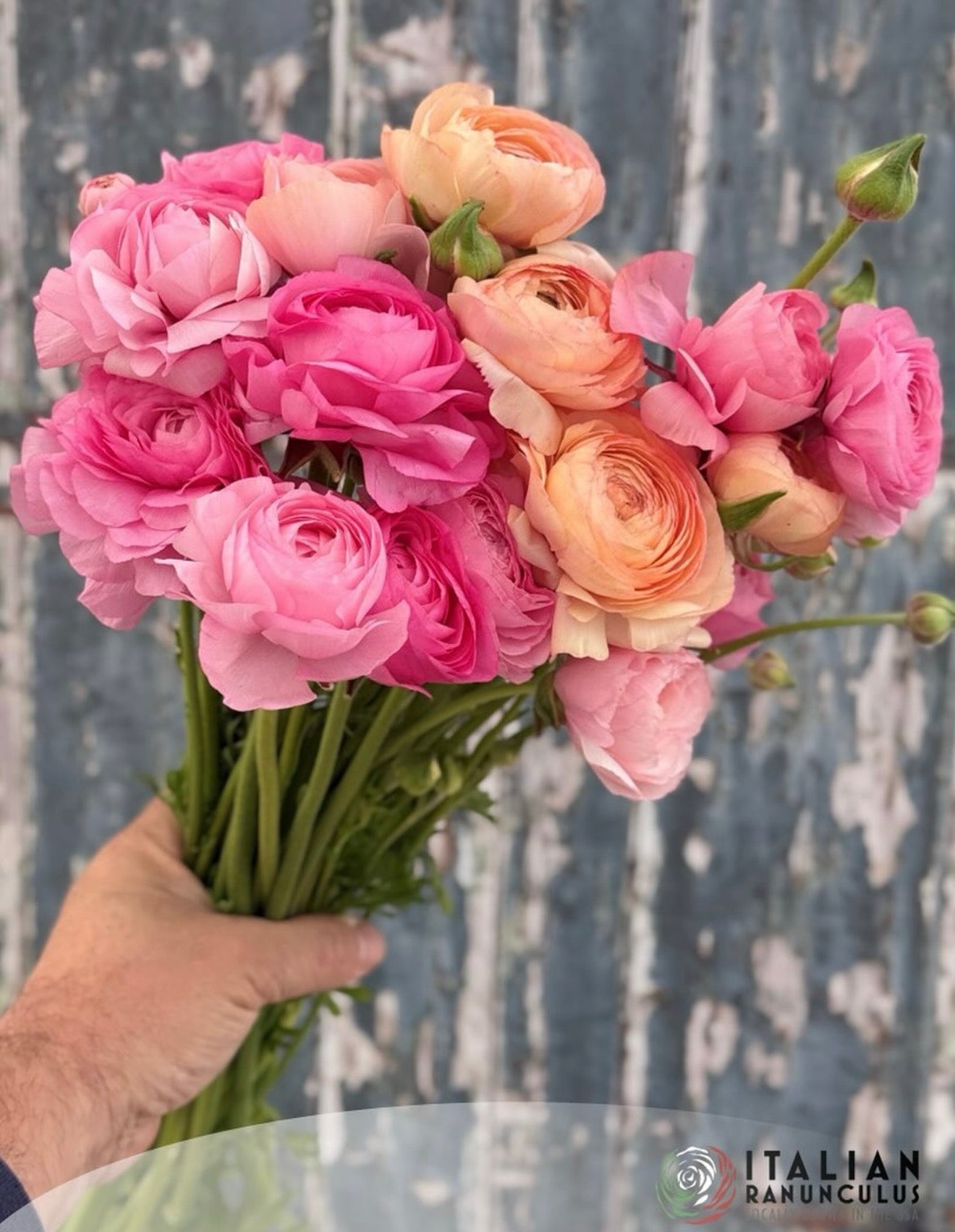 Ranunculus - Dolce Vita Mix