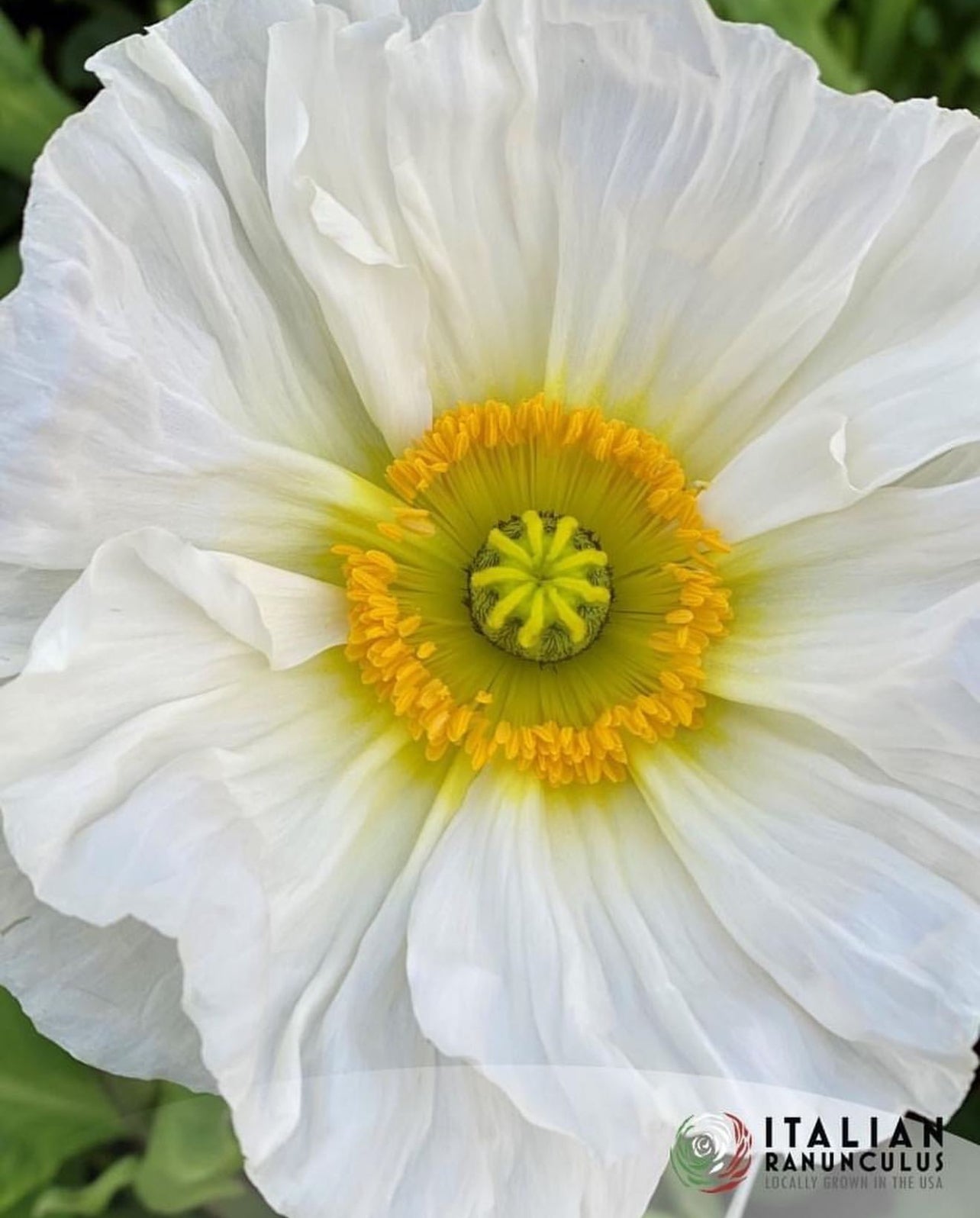 Italian Colibri Dolce Vita Pastel Sherbert poppies