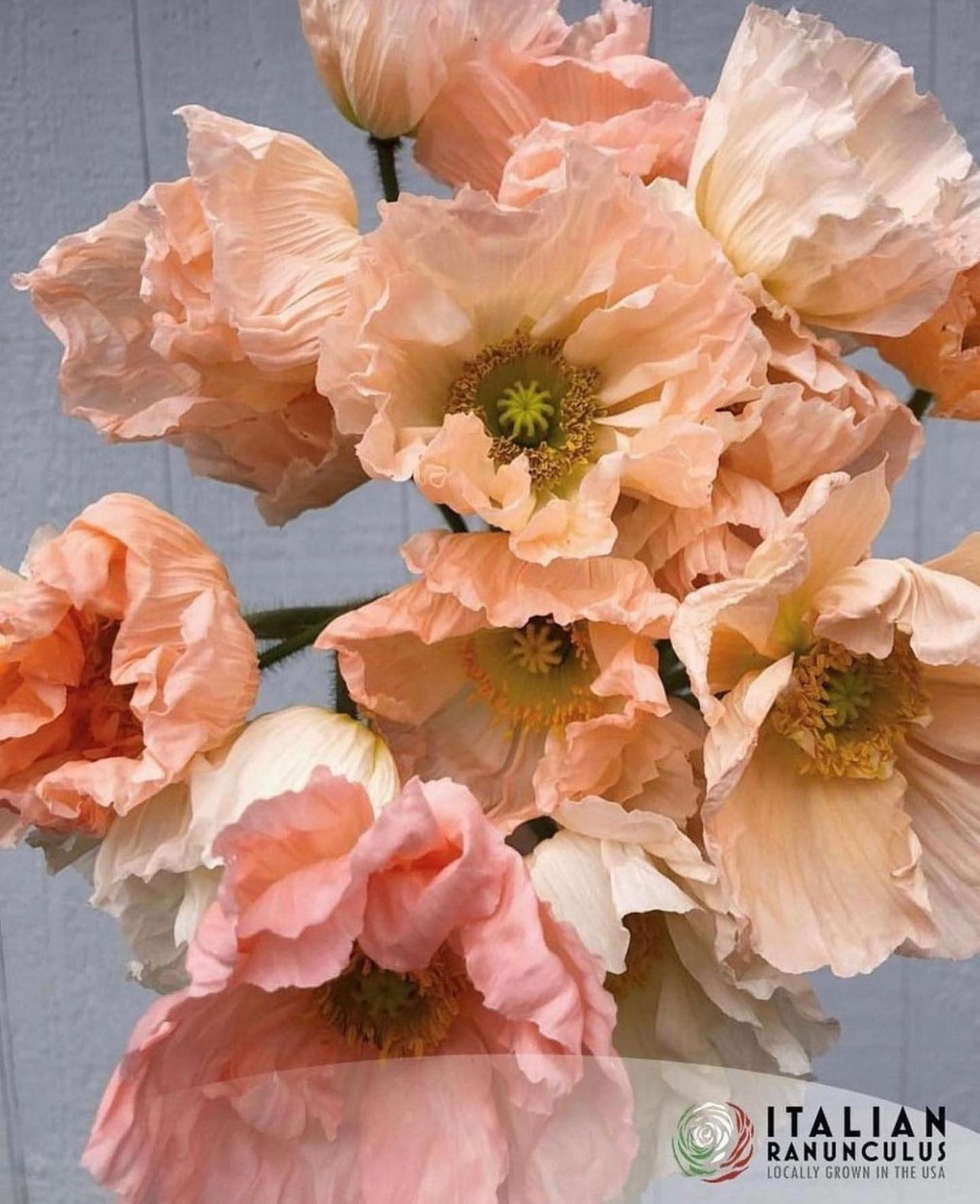 Italian Colibri Dolce Vita Pastel Sherbert poppies