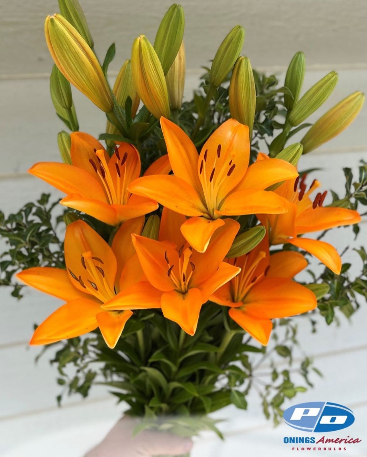 Lilies : Fall colored American Classic LxA Hybrid lily Mix (July shipping)