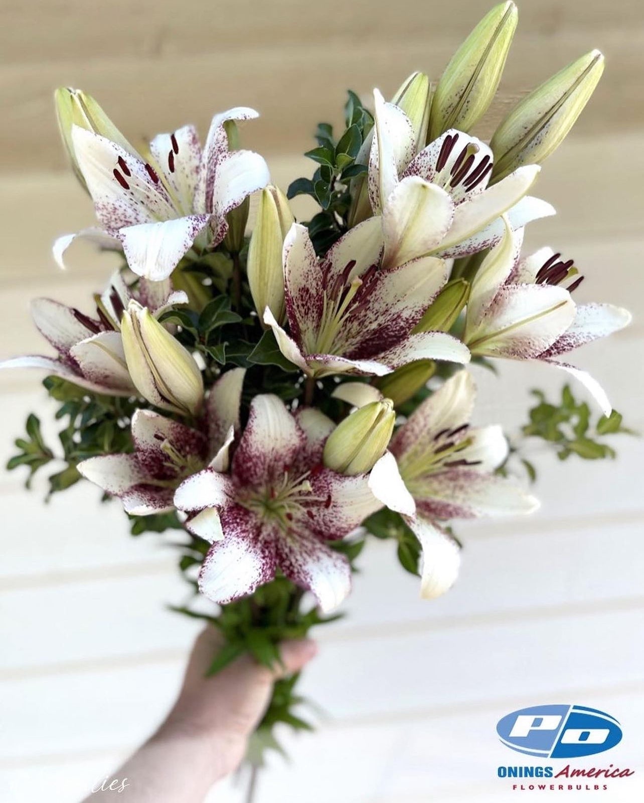Lilies : (HALF PACK) American Classic LxA Hybrid lily Mix (ship week 20 - 2026)