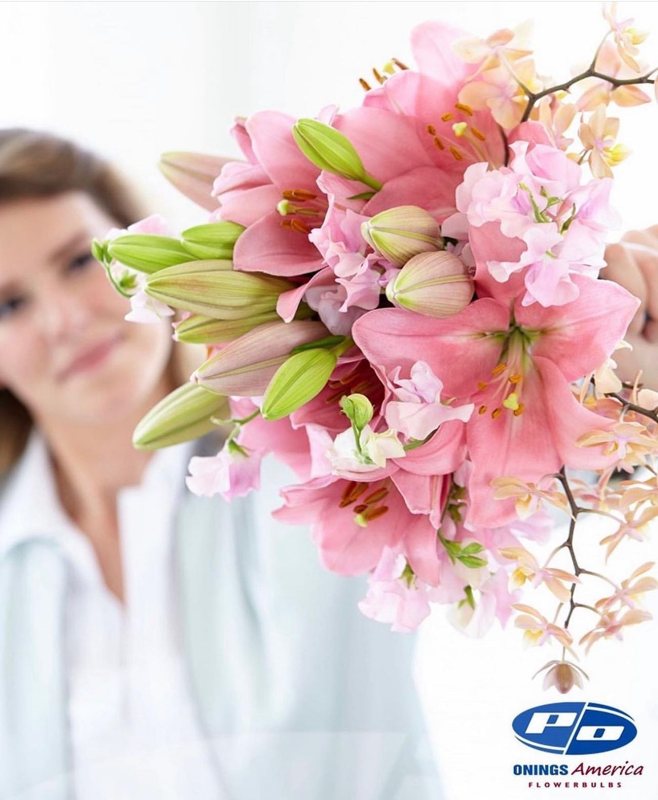 Lilies : (HALF PACK) American Classic LxA Hybrid lily Mix (ship week 20 - 2026)