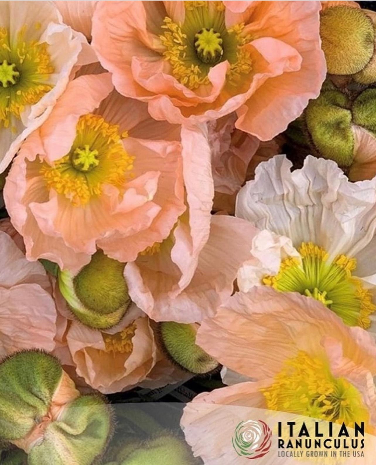 Italian Colibri Dolce Vita Pastel Sherbert poppies