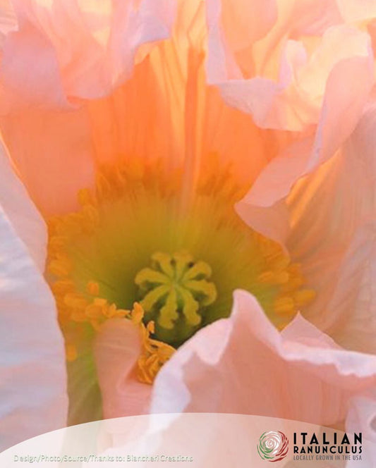 Italian Colibri Dolce Vita Pastel Sherbert poppies