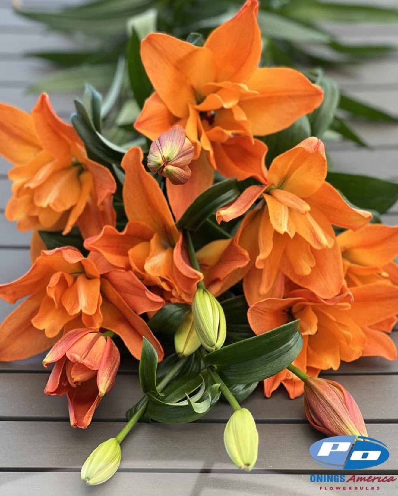 Lilies : American Classic LxA Hybrid lily Mix (ship week 8 - 2026)