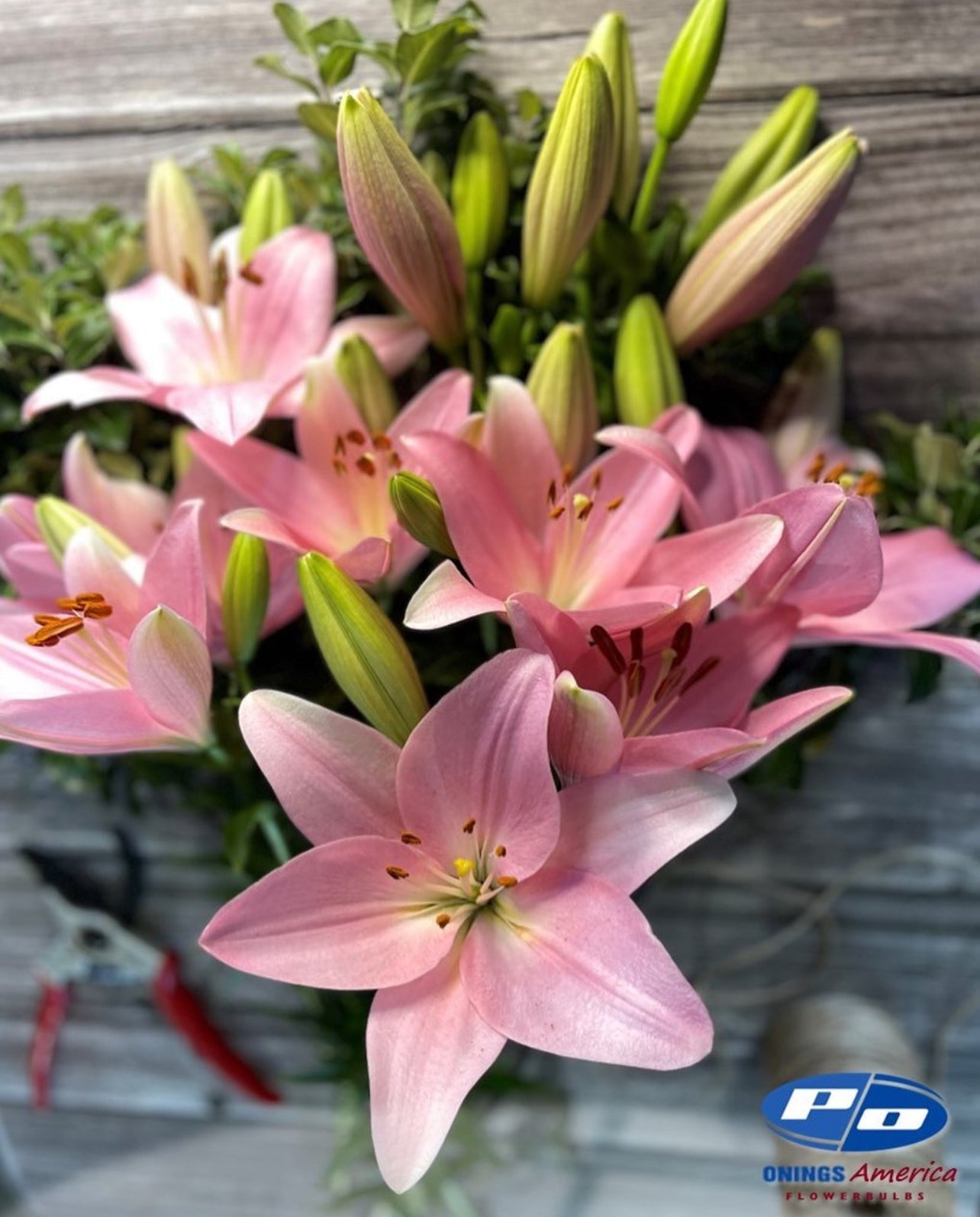 Lilies : American Classic LxA Hybrid lily Mix (ship week 02-2025)