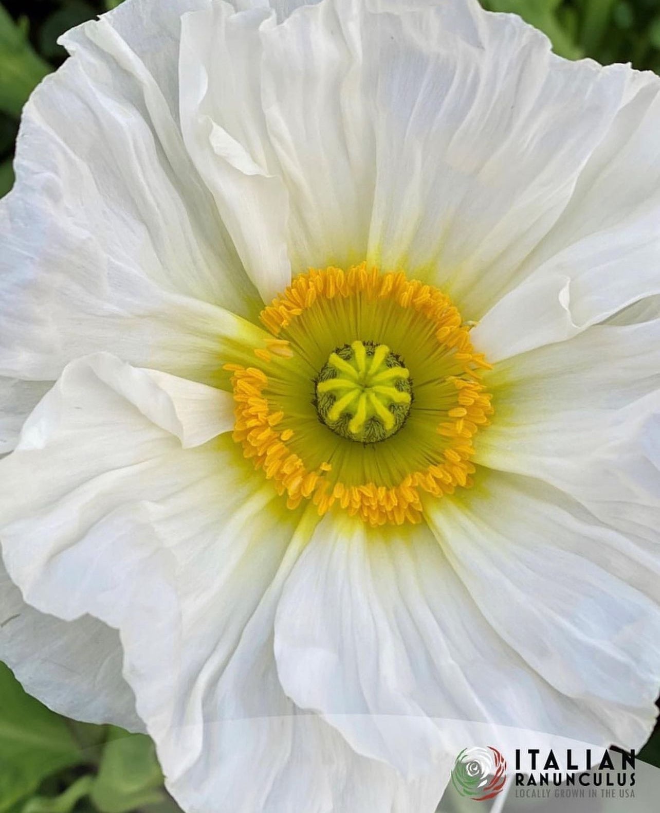 Italian Colibri poppies (Mix)