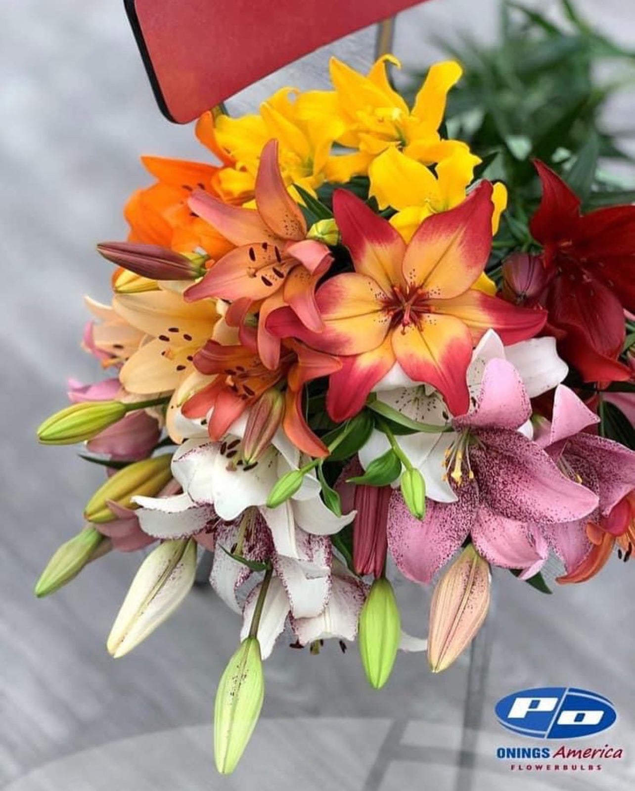 Lilies : American Classic LxA Hybrid lily Mix (ship week 02-2025)