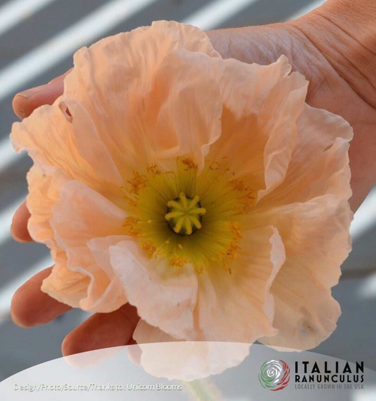 Italian Colibri Dolce Vita Pastel Sherbert poppies