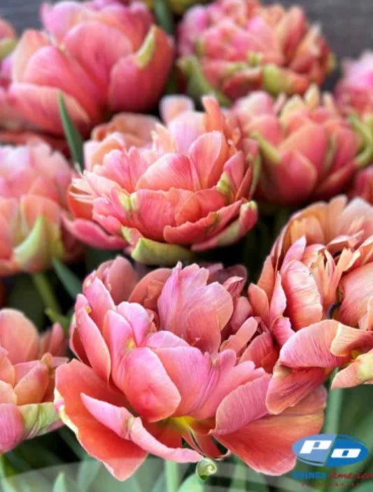 Tulip : Fancy 5 Tulip Box Mix : 5x100 Tulip Mix (48F treated | week 51 Shipping)