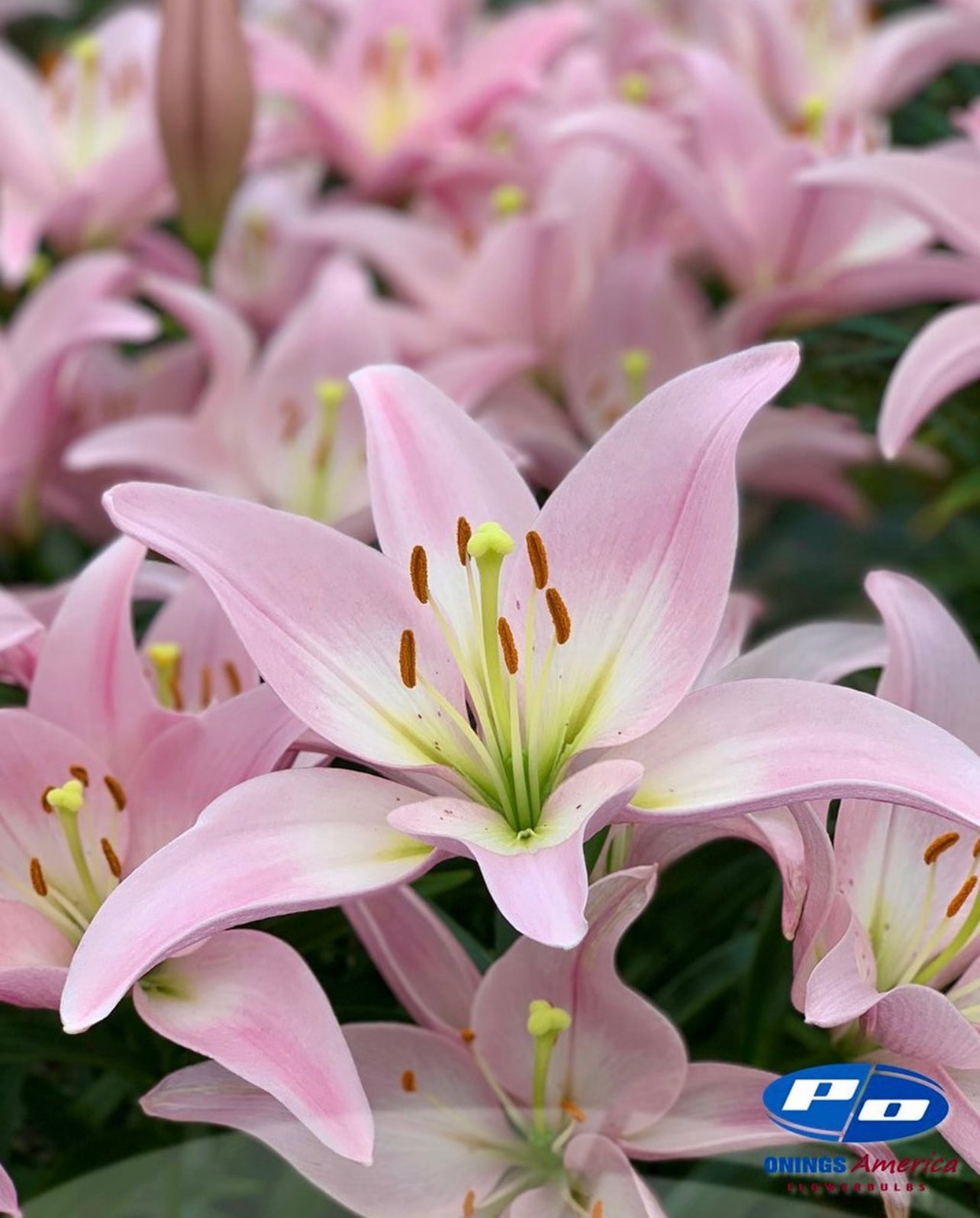 Lilies : American Classic LxA Hybrid lily Mix (ship week 02-2025)