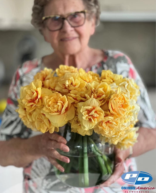 Daffodil: Lady Jane (Shipping late October)