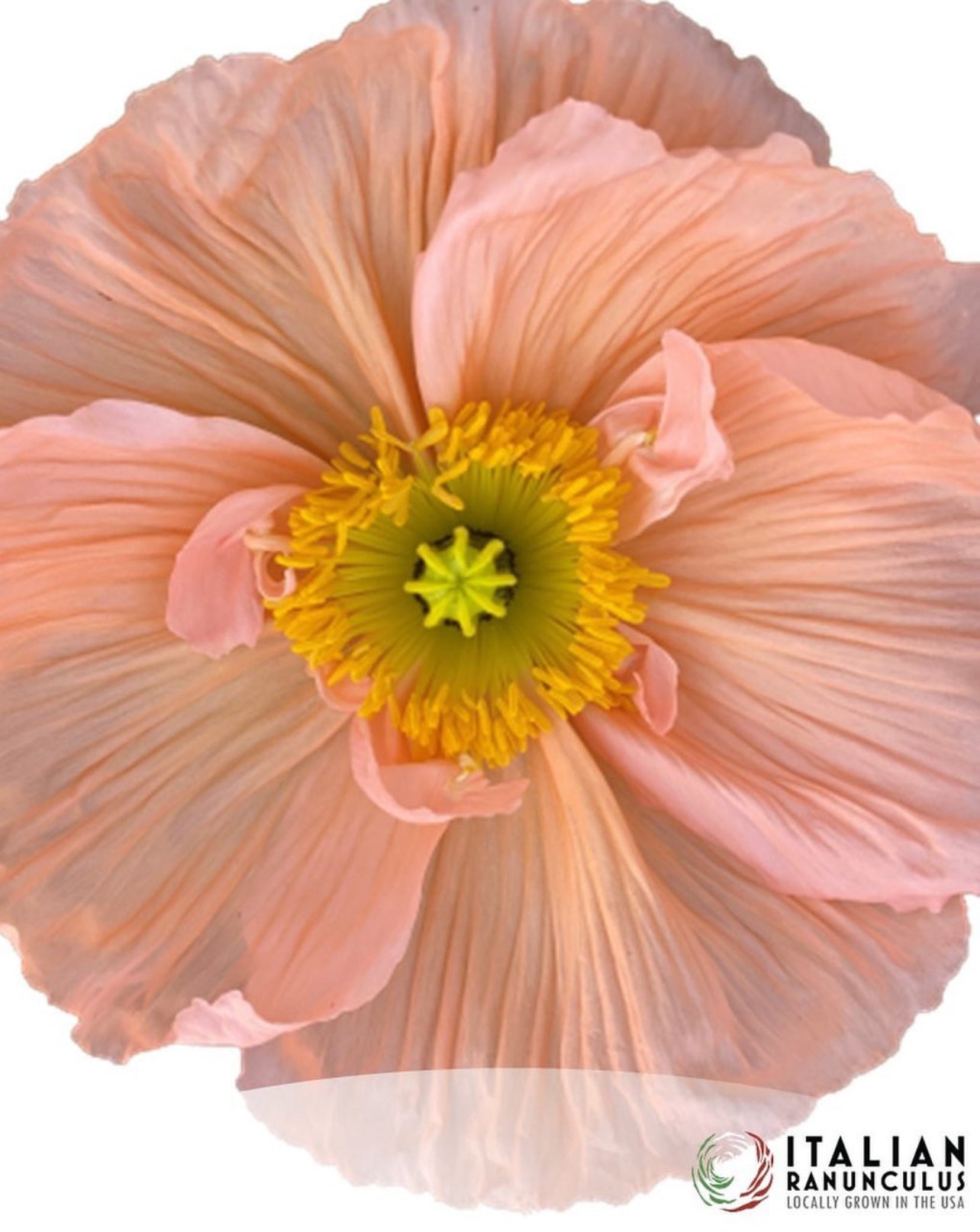 Italian Colibri Dolce Vita Pastel Sherbert poppies