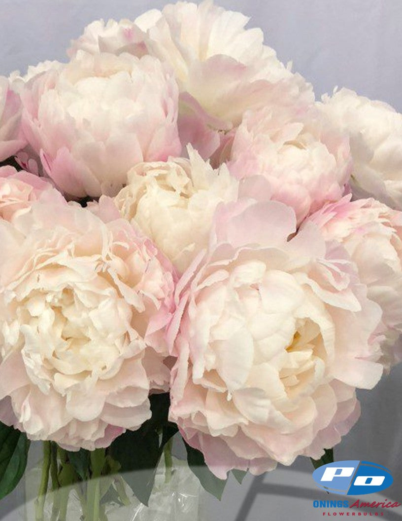 Peony: 20 Gardenia 5/8 eyes