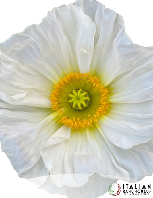 Italian Bianco poppies