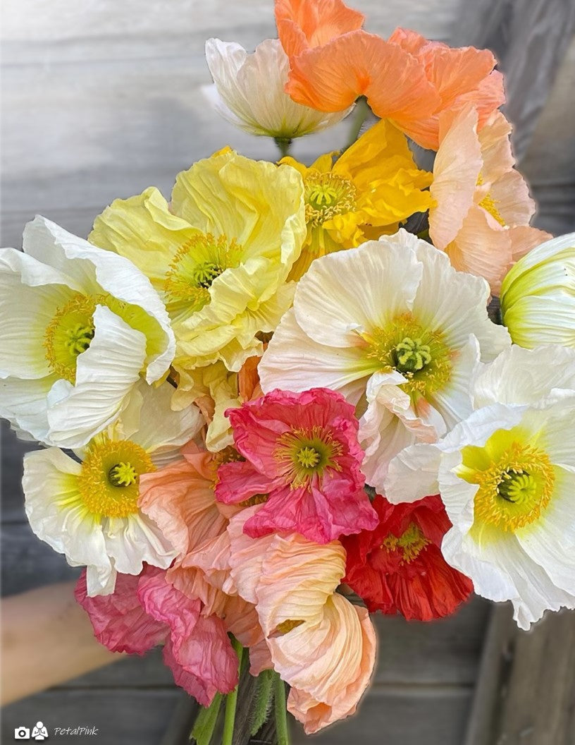 Italian Colibri poppies (Mix)