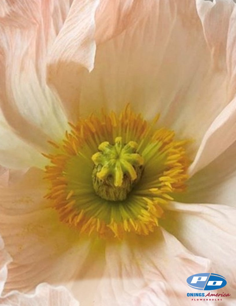 Italian Colibri poppies (Mix) – Shop Onings America