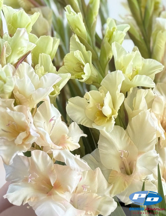 Gladiolus 500 Jean Harlow corms (shipping April 2026)
