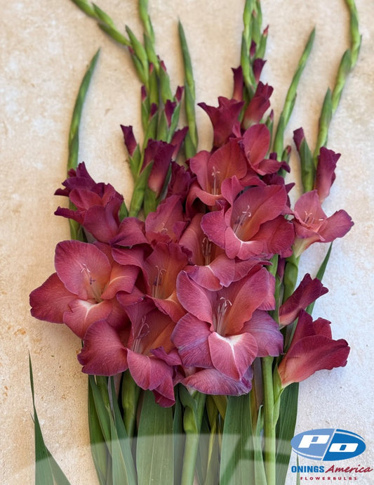 Gladiolus 500 Indian Summer (mid May 2026 delivery)