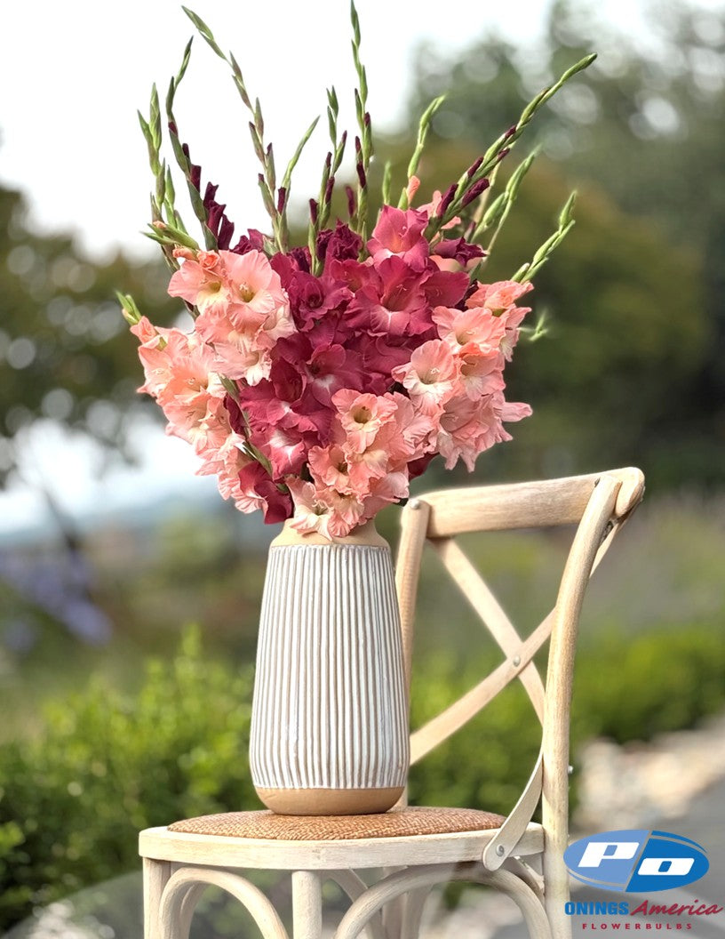 Gladiolus 500 Indian Summer (mid May 2026 delivery)