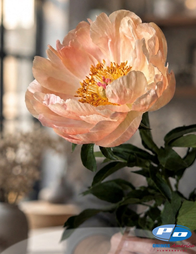 Peony: 35 Kings Day 3/5 eyes