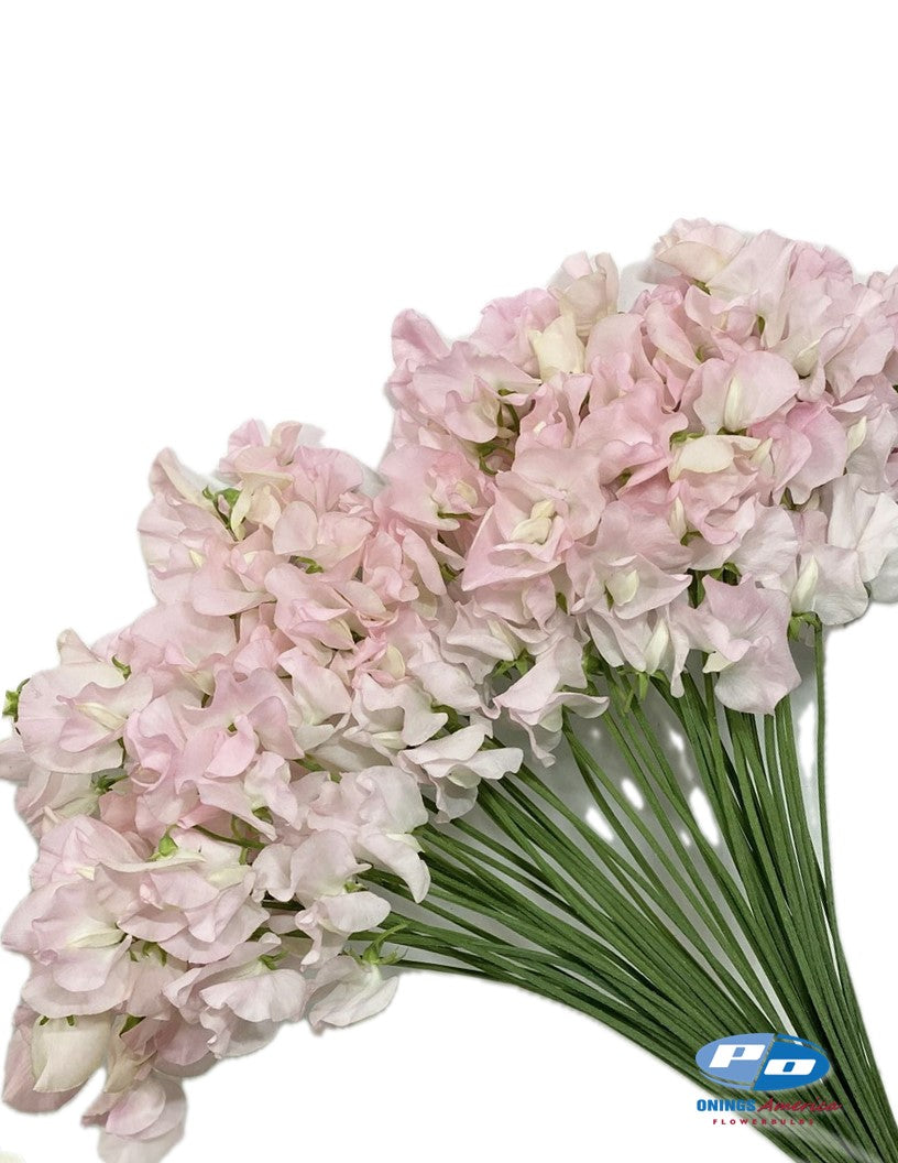 Japanese Lathyrus Sweet Pea 250 seed | 8 colors