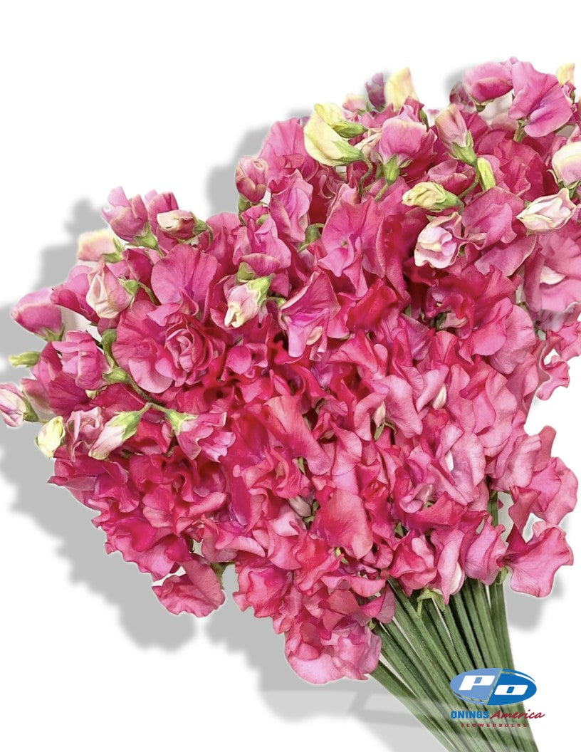 Japanese Lathyrus Sweet Pea 500 seed | 8 colors